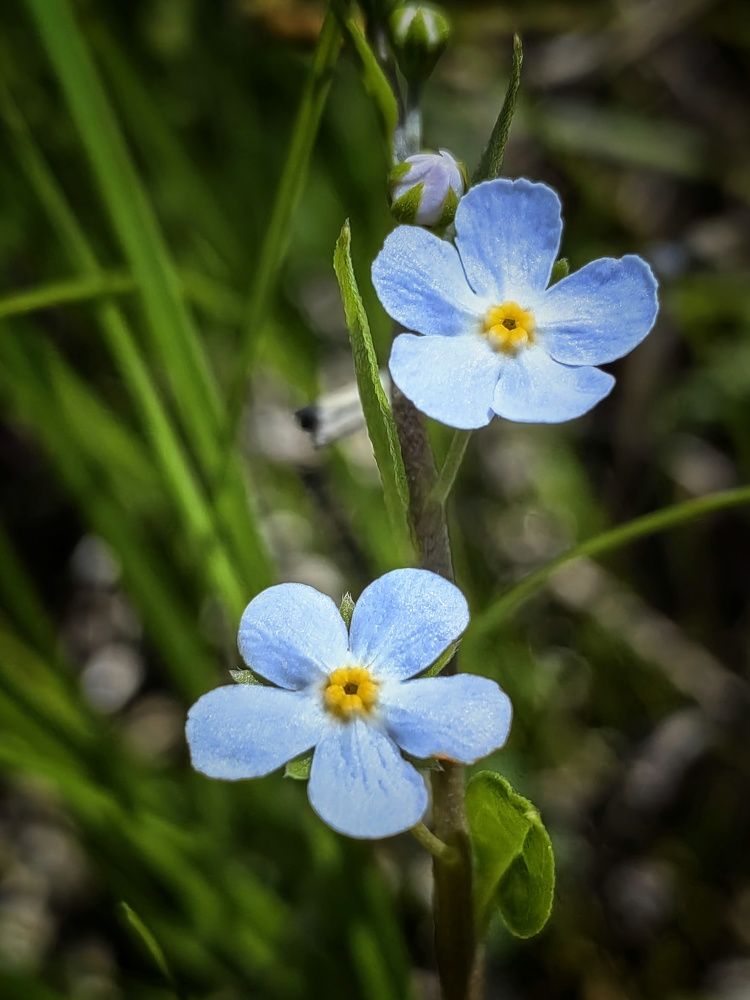 Фотография автора НАТАЛЬЯ СЕВЕР
