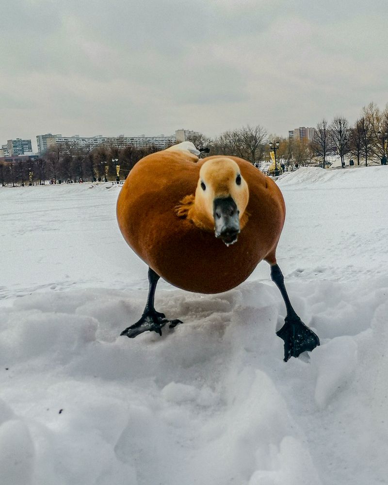 Photograph by Наталья Балабанова