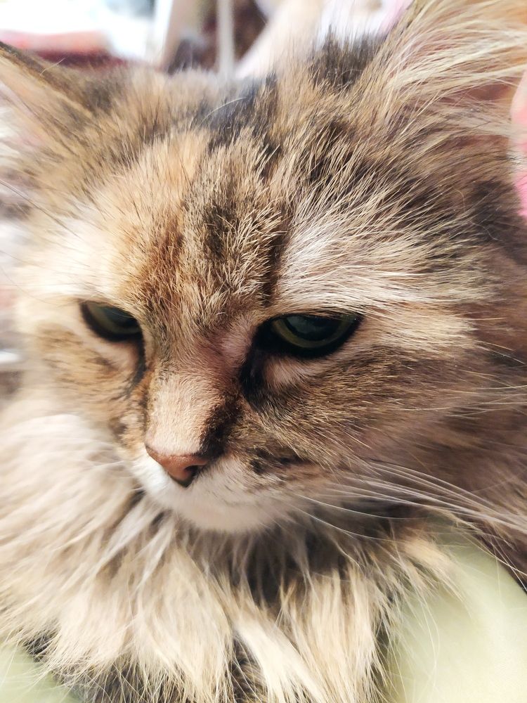Спросонья