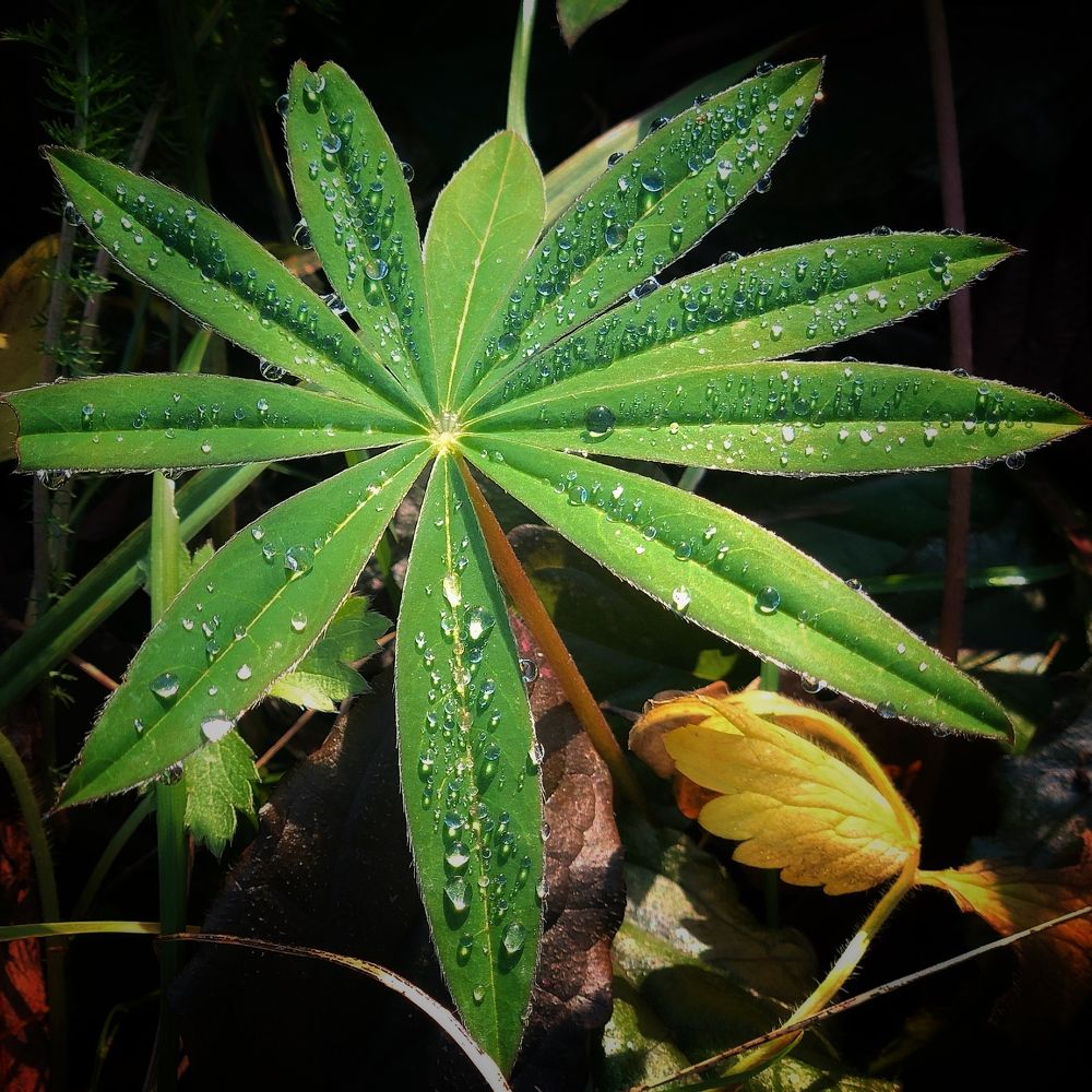 Photograph by Romanov Vyacheslav