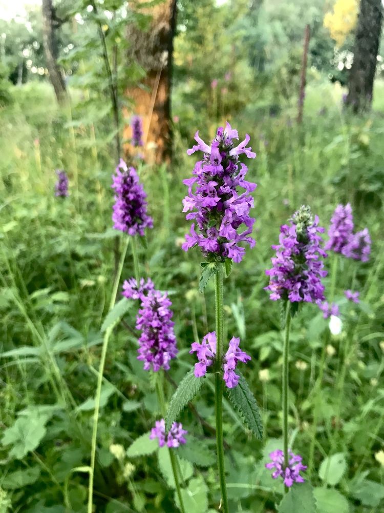 В лесу перед заходом солнца. Буквица