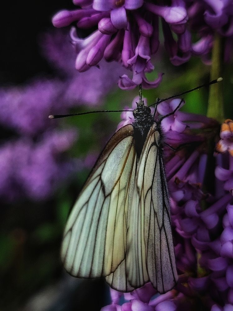 Photograph by Елена Иванова