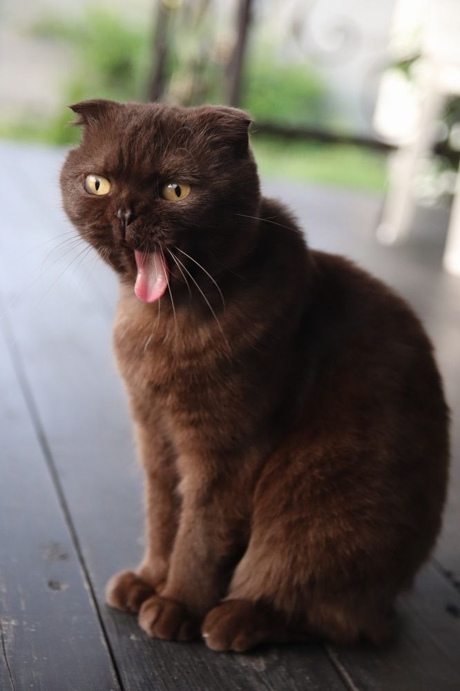 Фотография автора Наталья Боярина