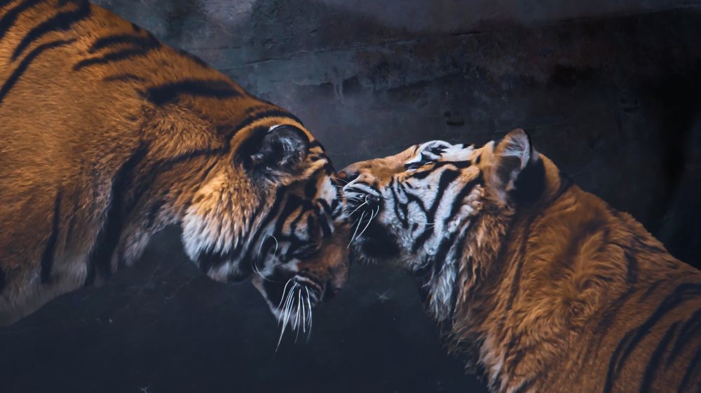 Photograph by Nahyan Nihal