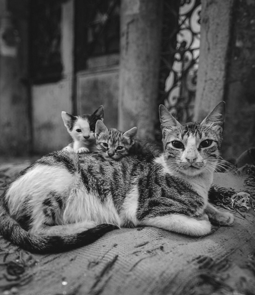 Photograph by Kareem Abo el magd