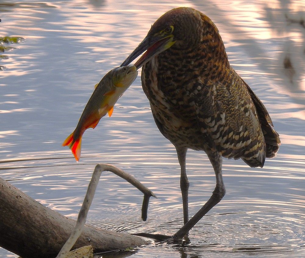 Pescado!