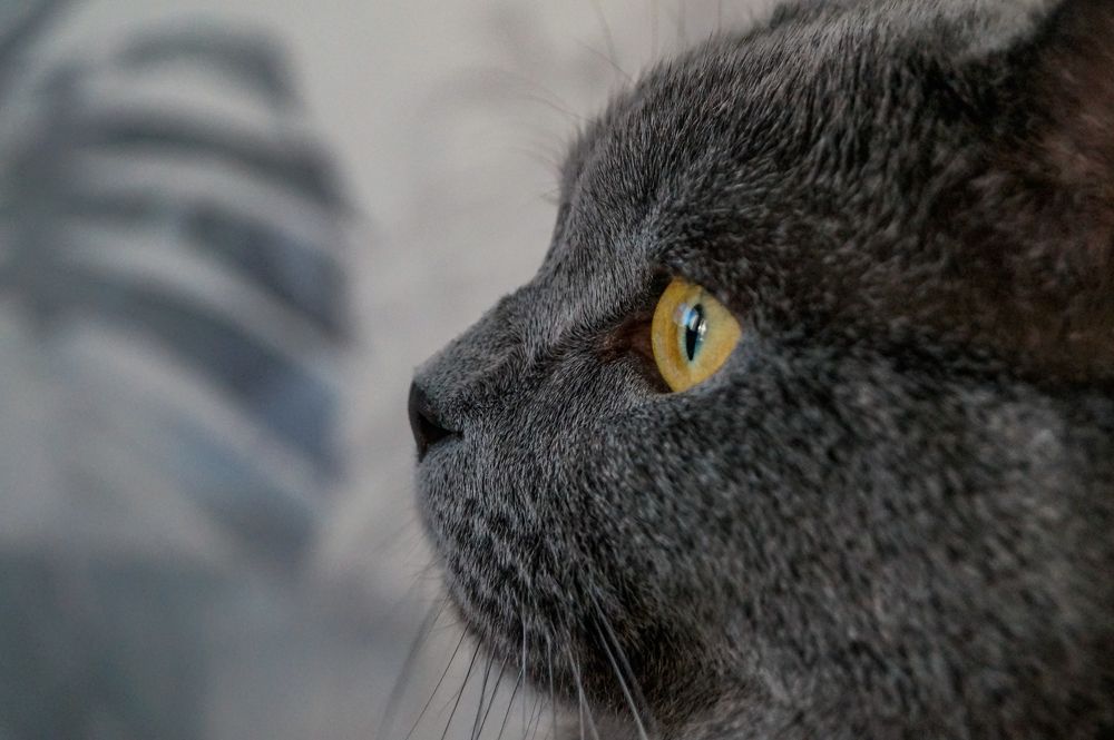 Photograph by Виктор Сёмушкин