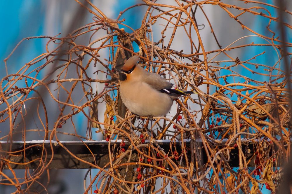 Photograph by Виктор Сёмушкин