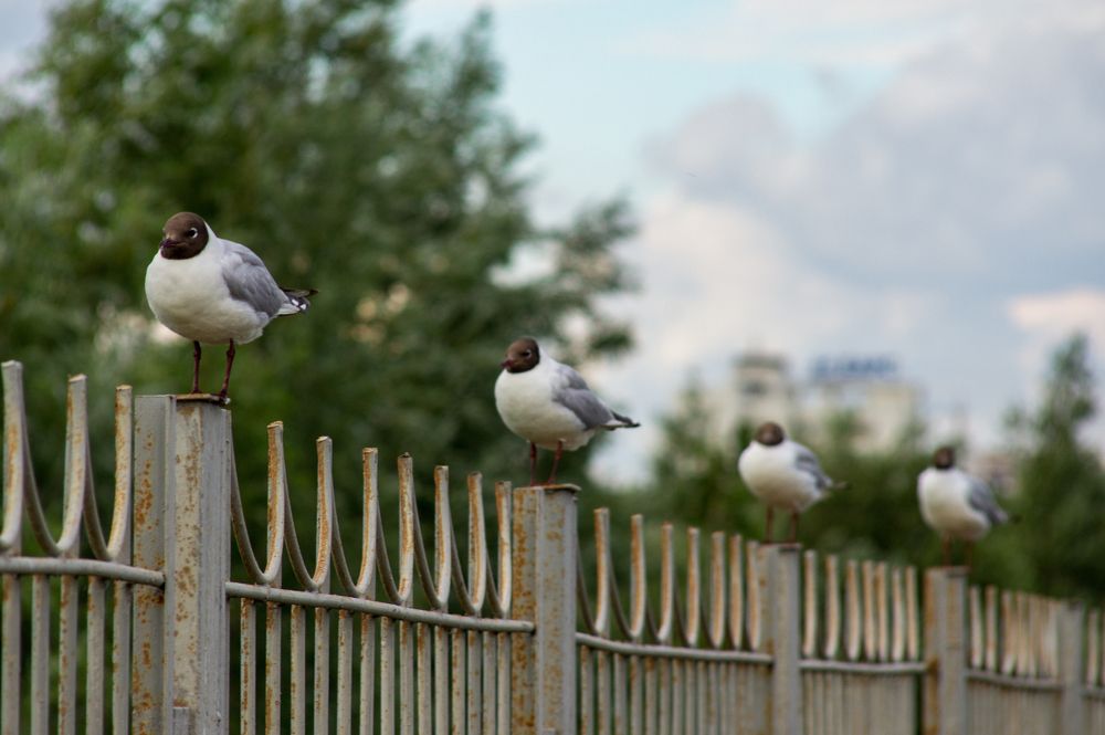 Photograph by Михаил Мостовой