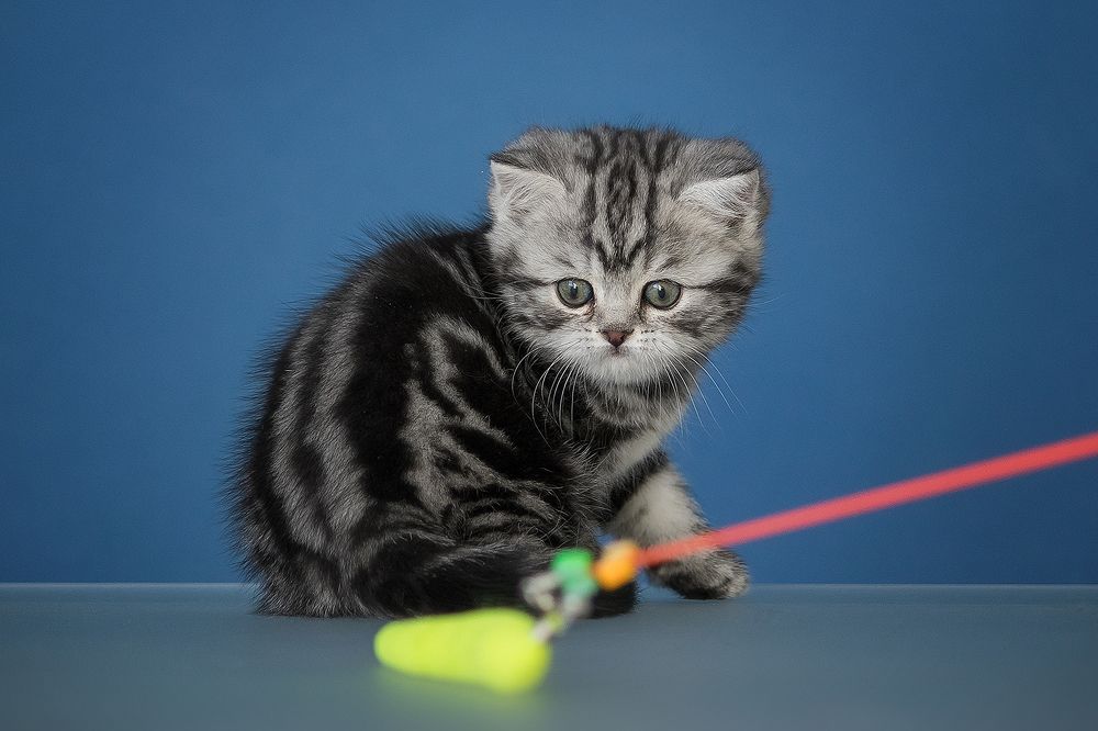 Photograph by Виктория Мамаева