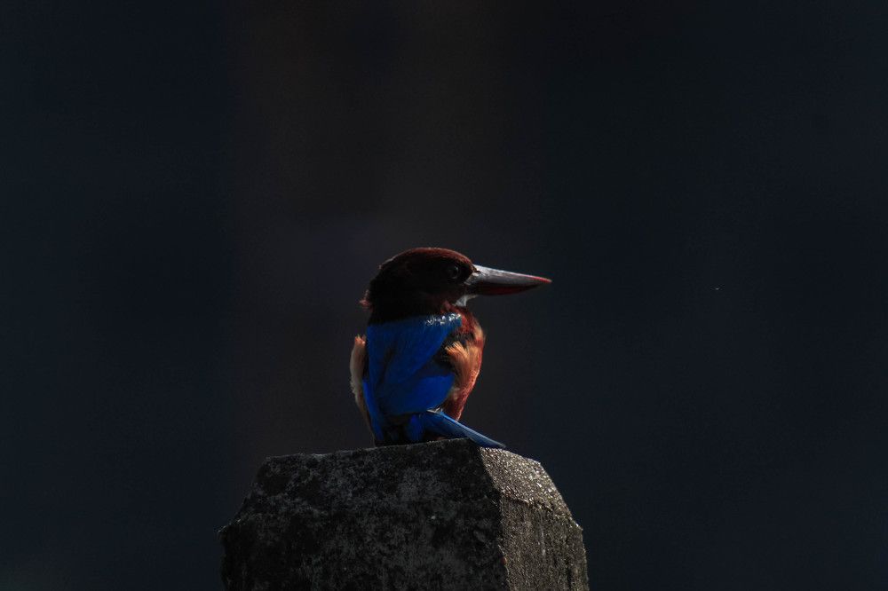 Photograph by Sineth Chanthula Weerasingha