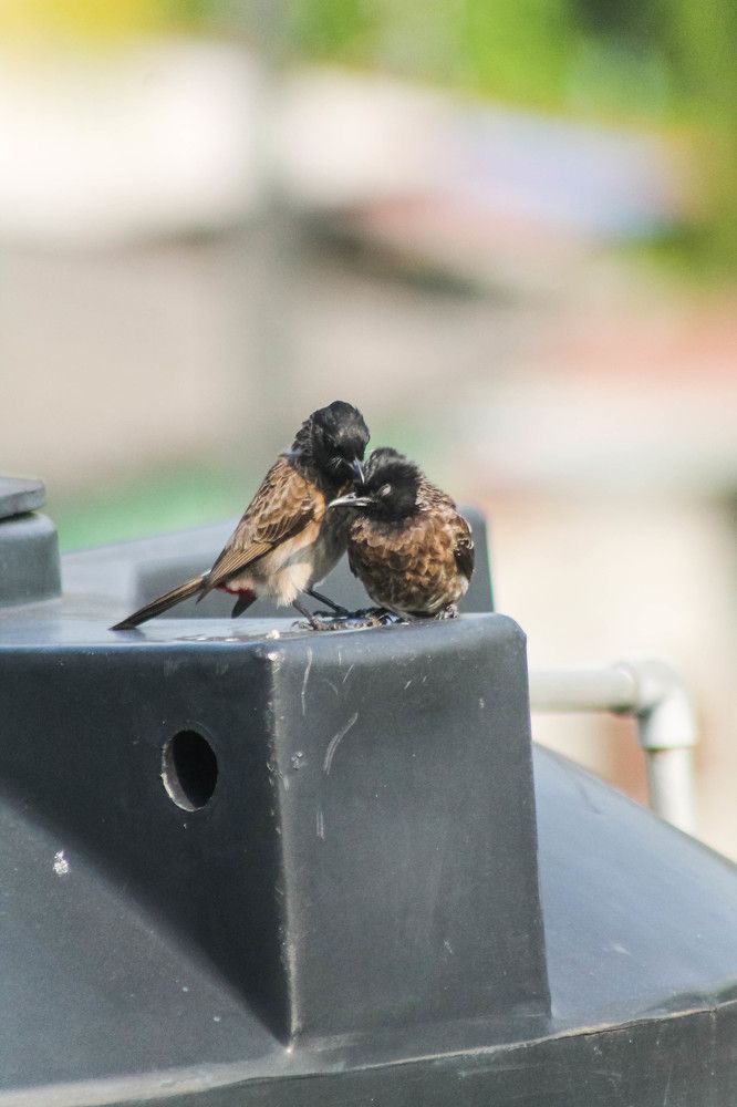 Photograph by Sineth Chanthula Weerasingha