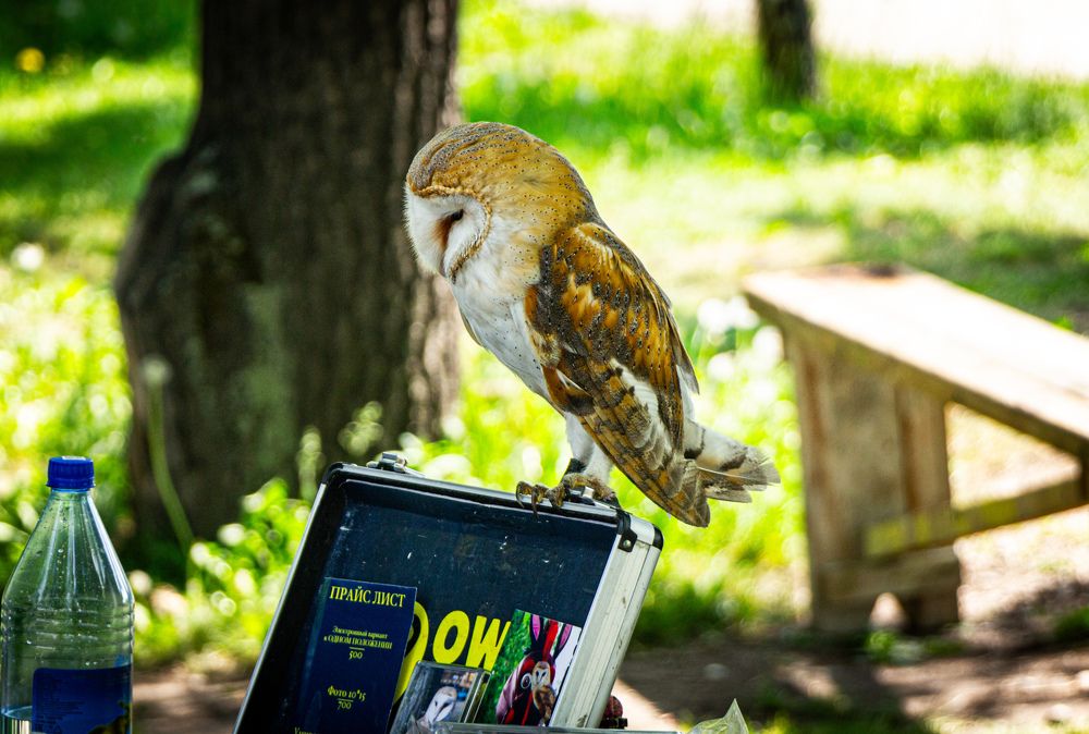 Photograph by Владимир Сушкин