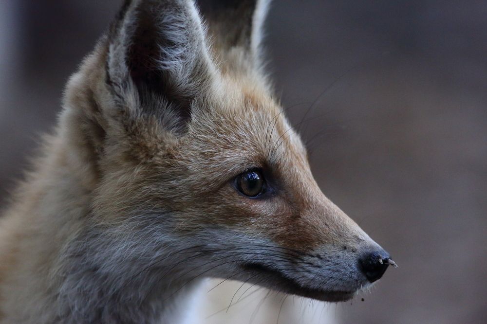 Photograph by Владимир Шебаршенко