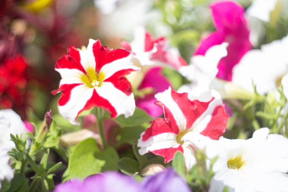 Photograph by Александр Коковихин