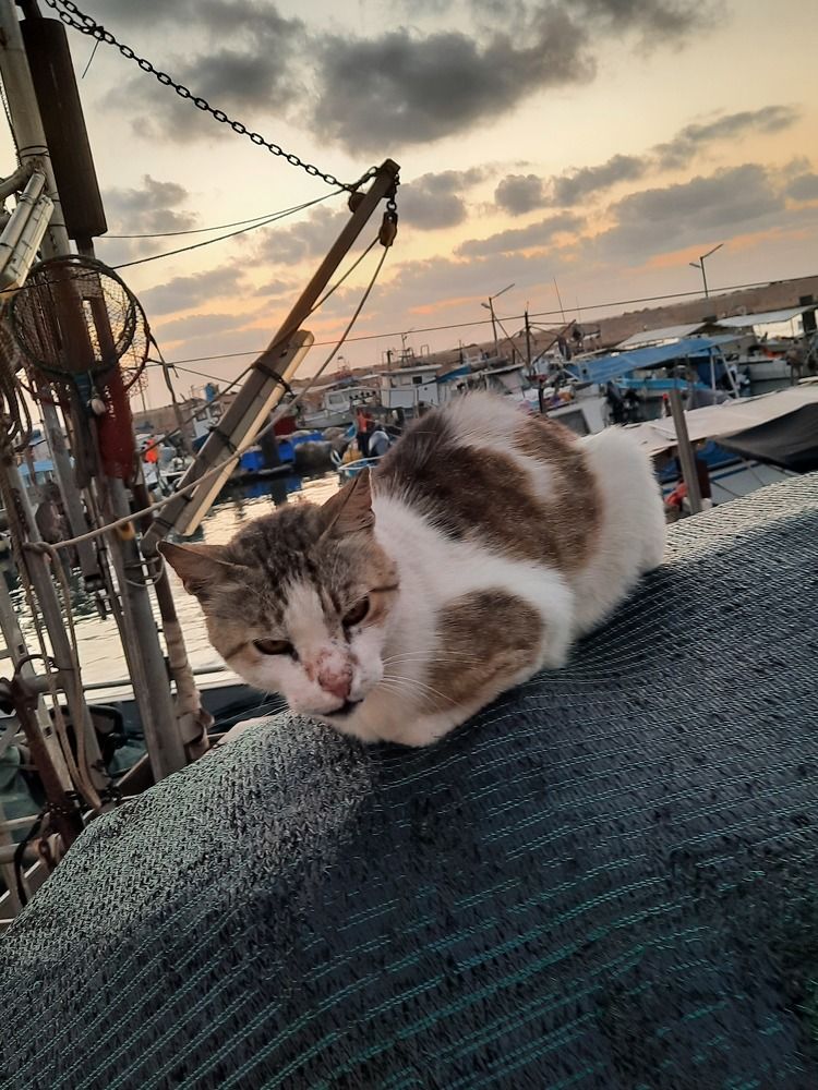 Фотография автора Tetiana Danylenko