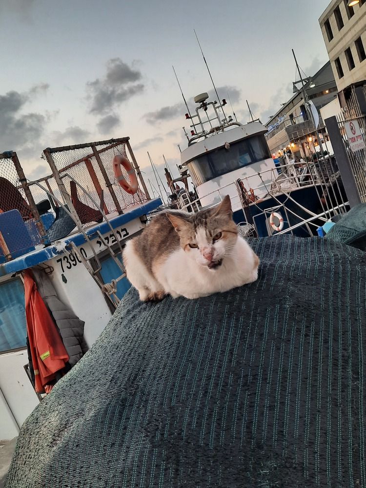 Фотография автора Tetiana Danylenko