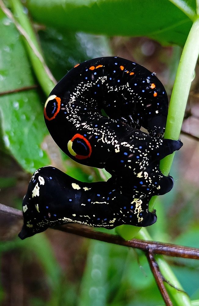 His cloths made in expensive stone