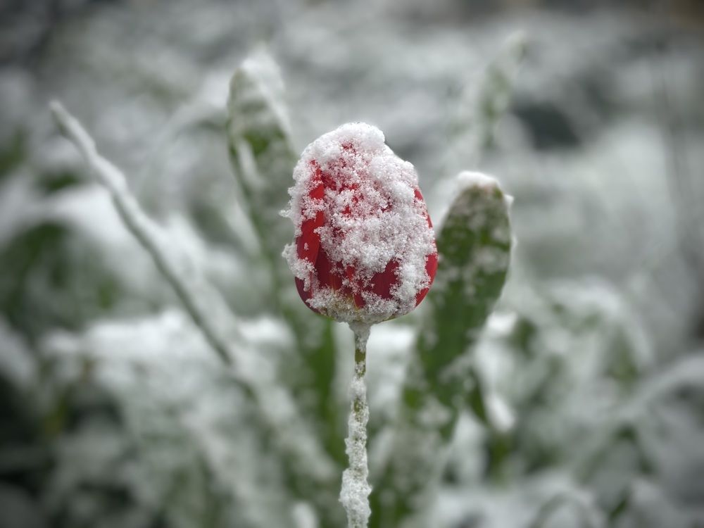 Photograph by Olga Mendosa