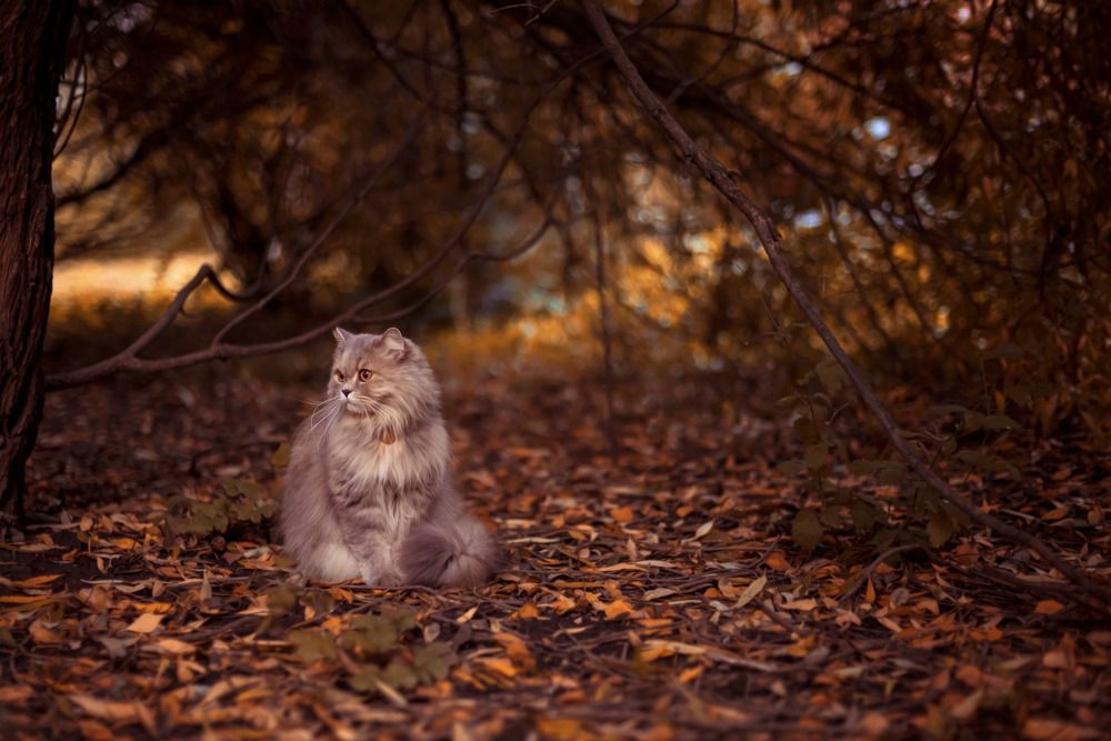 Photograph by Светлана Реунова