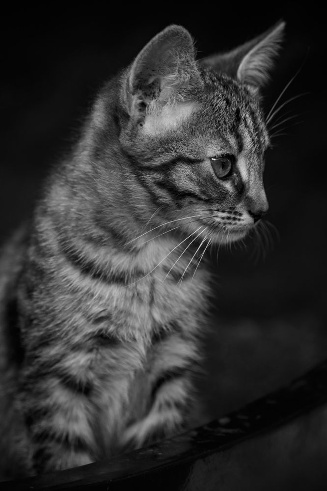 Photograph by Vasily Prokhorov