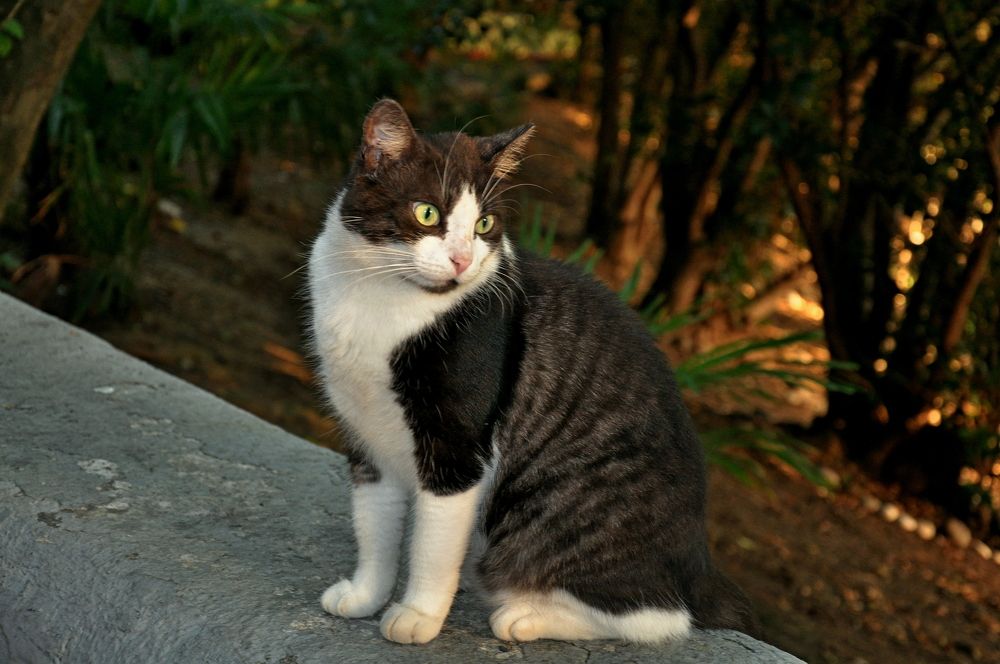 Нарядный окрас.