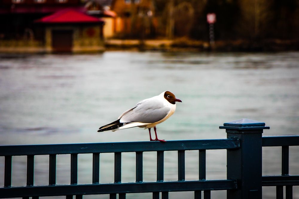 Photograph by Владимир Сушкин