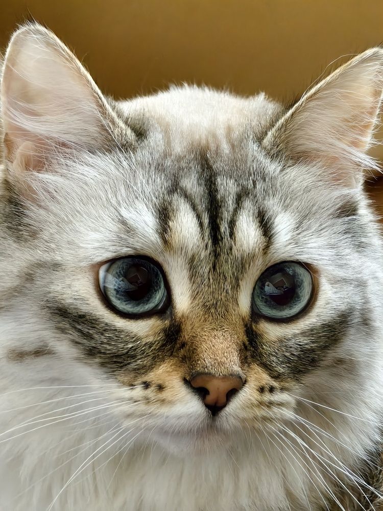 Фотография автора Olga Shchetinina