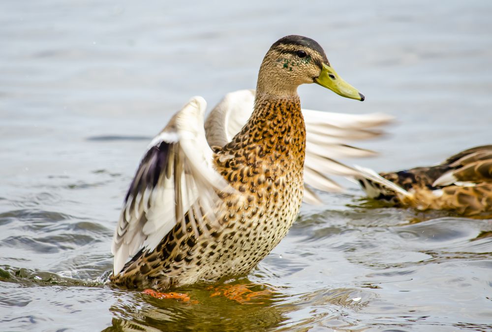 Photograph by Юлиана Иванова