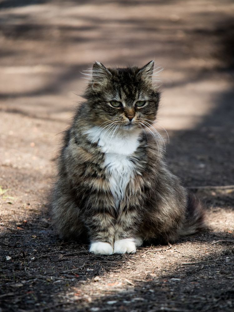 Photograph by Анна Сойтту