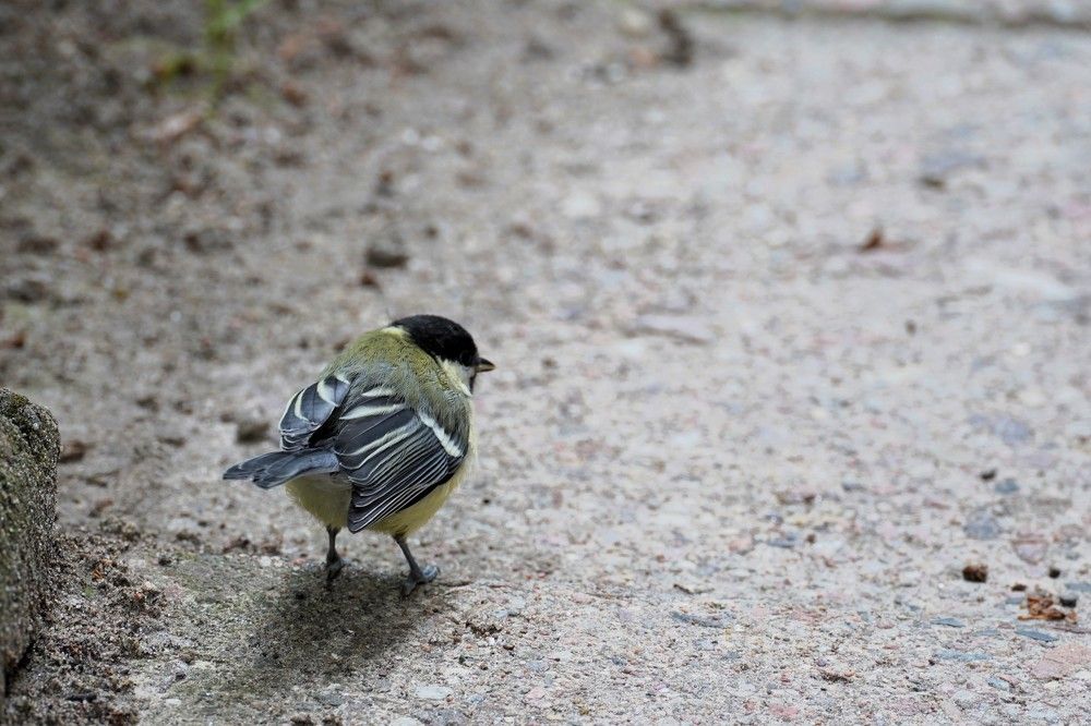 Photograph by jelena konickaja