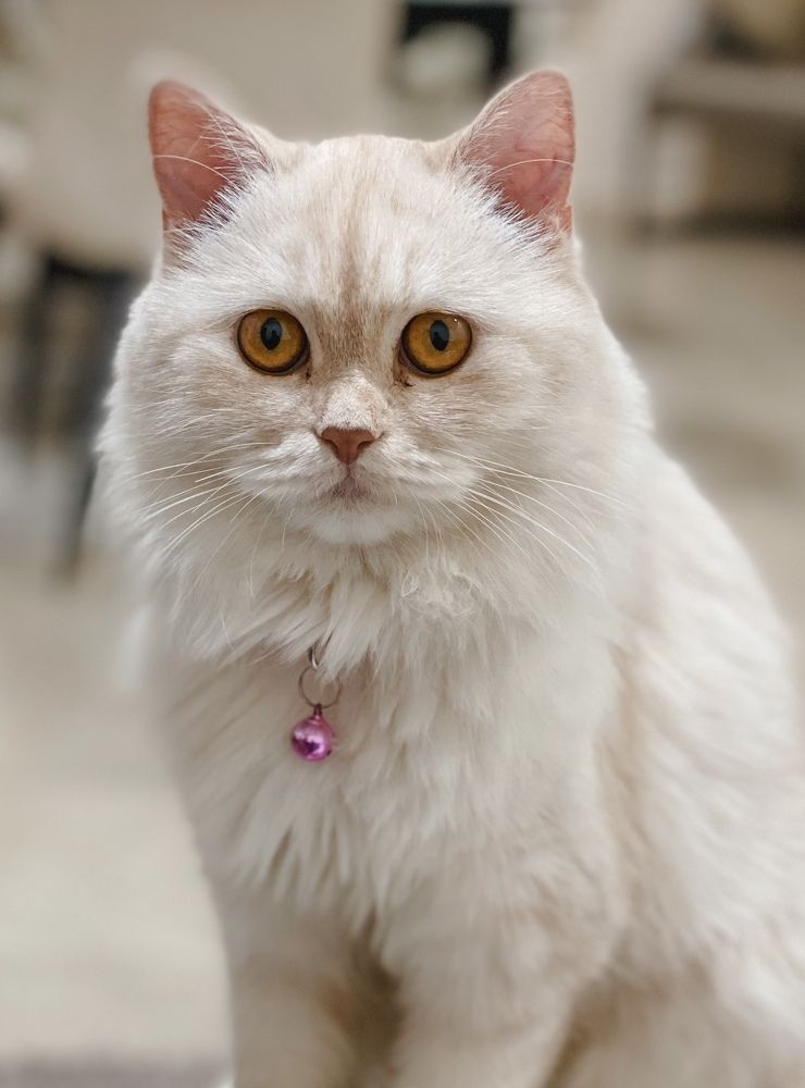 Photograph by Hadine elsaadi