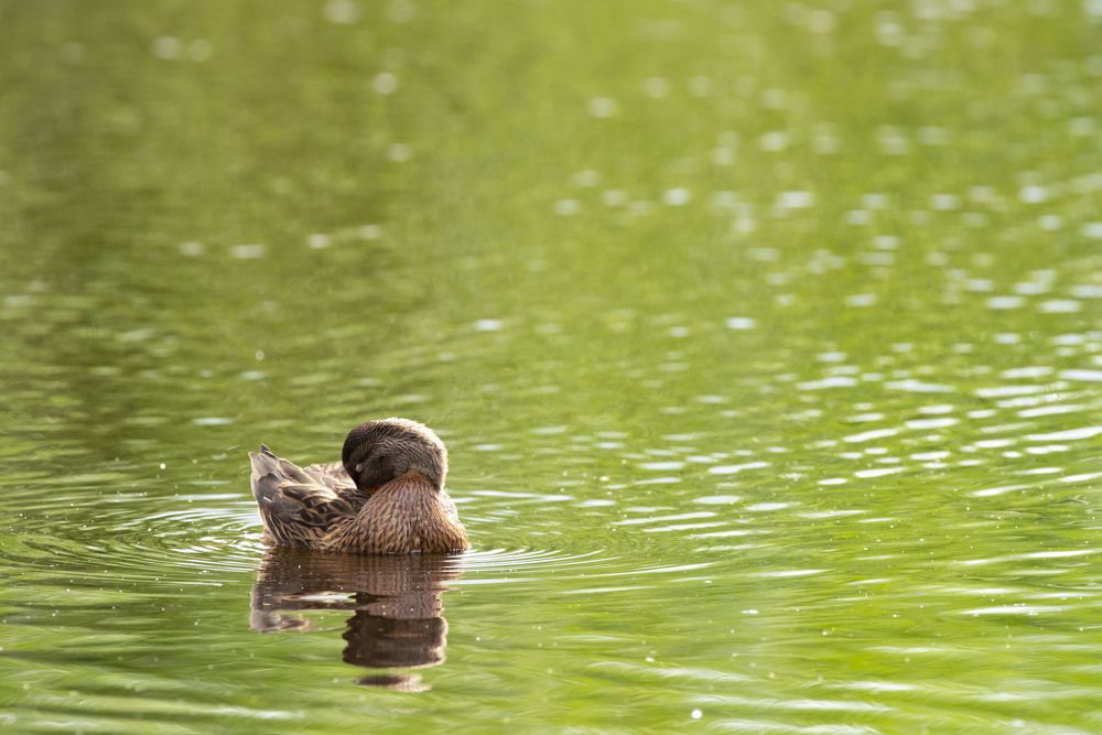 Photograph by Михаил Зубарев