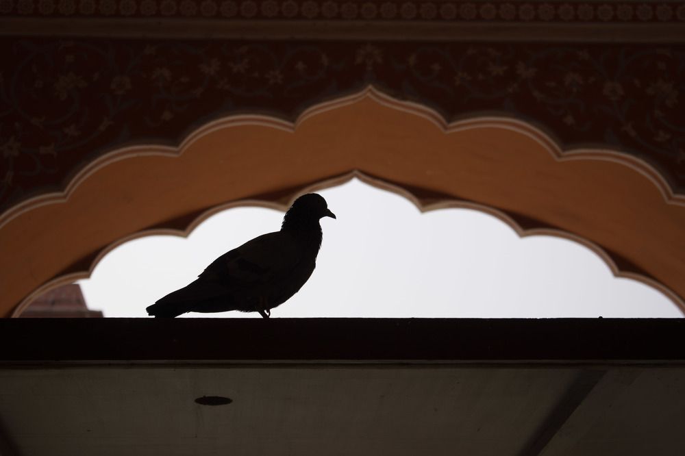 Фотография автора Dipayan Debbarma