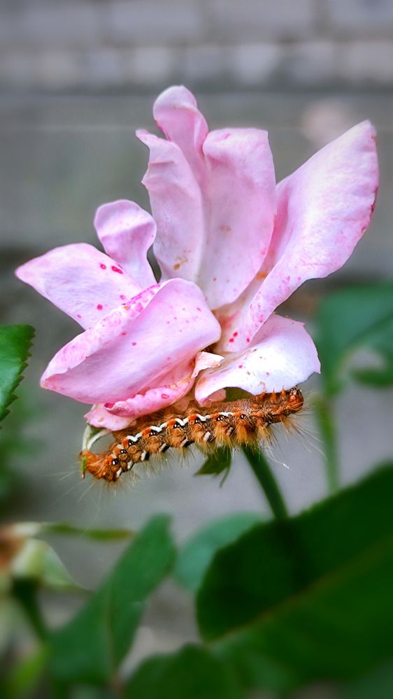 Photograph by Алла Холодова