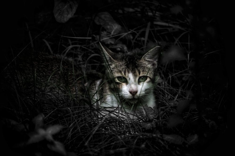 A Cat in the Dark