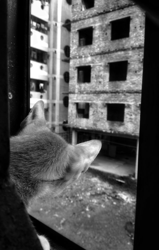 Cat seeing the world