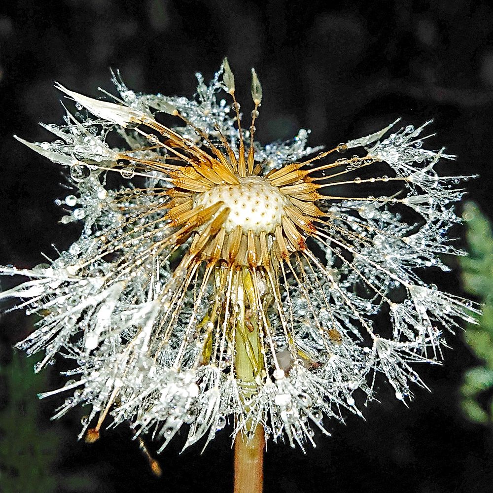 Ночная жизнь одуванчиков...