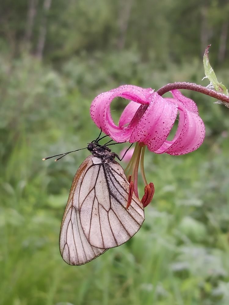 Photograph by Юлия Фирман