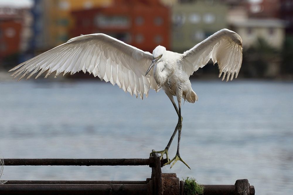 Фотография автора Raed Victor Saad