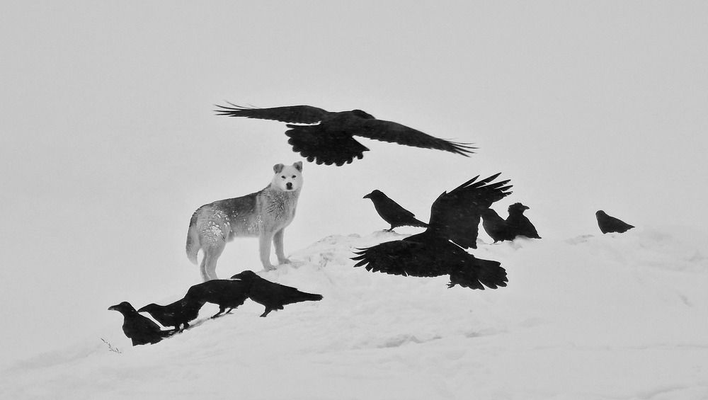 Свой среди чужих