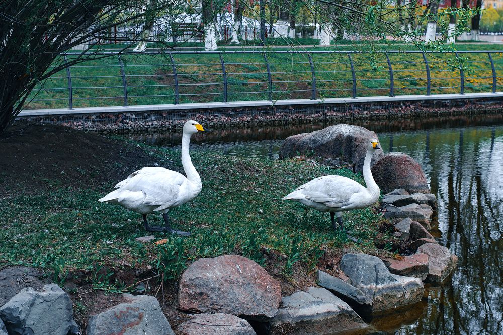 Два весёлых гуся