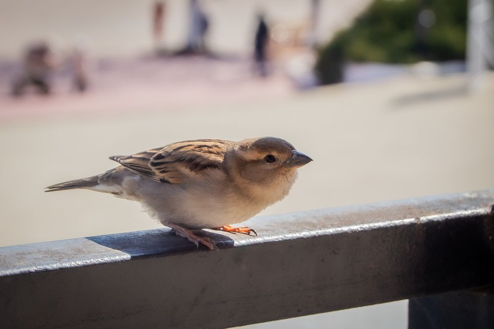 Фотография автора Lada Novicova