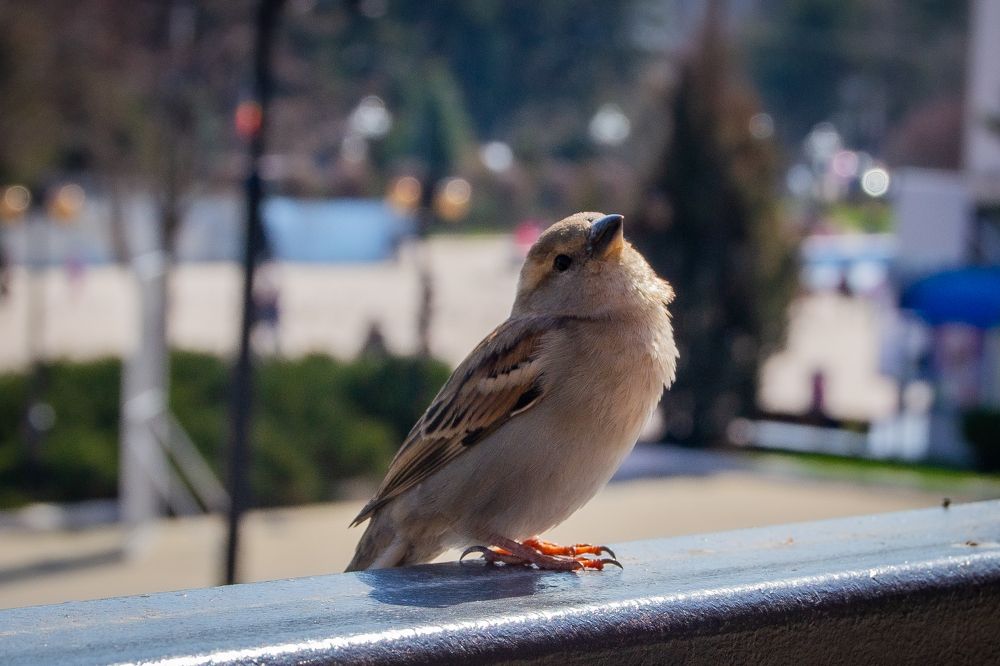 Фотография автора Lada Novicova