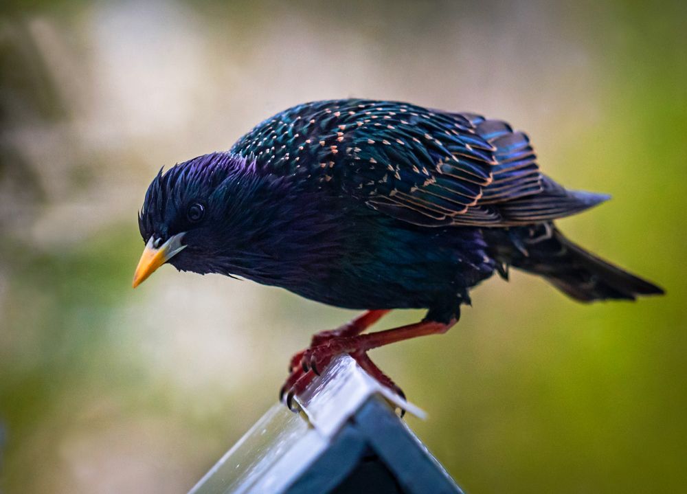 Photograph by Диана Бородзе