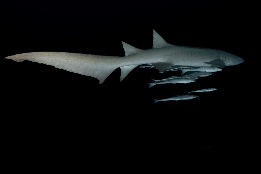 Photograph by Santiago Estrada R