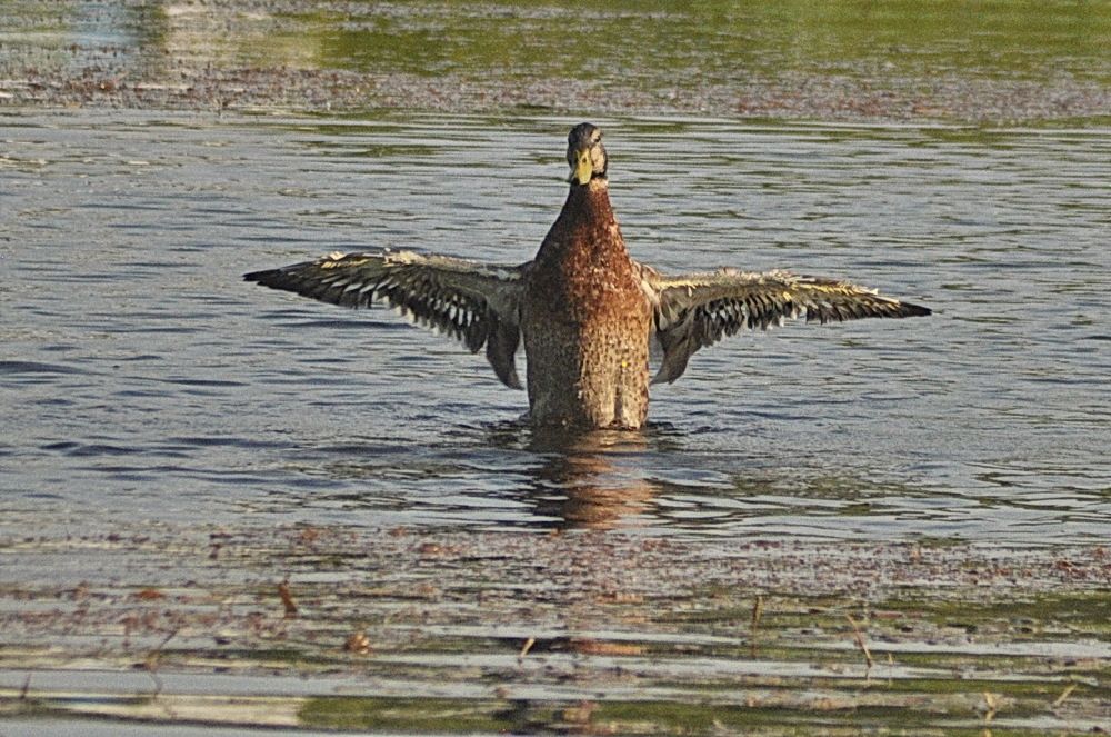Photograph by Николай Леухин