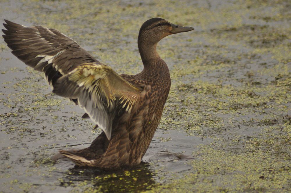 Photograph by Николай Леухин