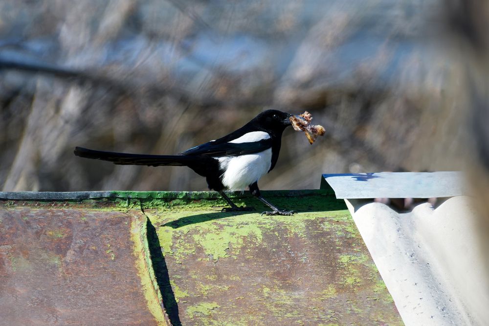 Photograph by Александр Перегудов