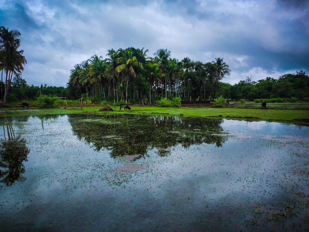 Monsoon Magic